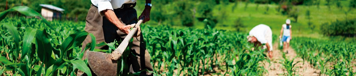 SLIDE-TERRA-PG-INTERNO-SERVICO-11